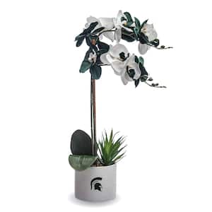 20 in. MSU Artificial Orchid Plant - Spartan Fan Gifts