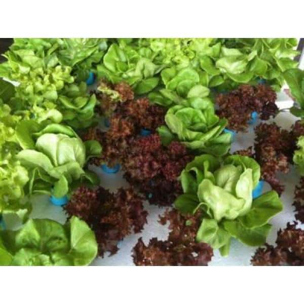 DINKY SOIL MIXER TRAY POT FILLER. - Morgan County Seeds