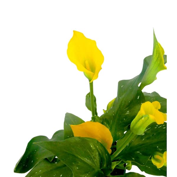 2.5 qt. Perennial Calla Lily Yellow 1150 - The Home Depot