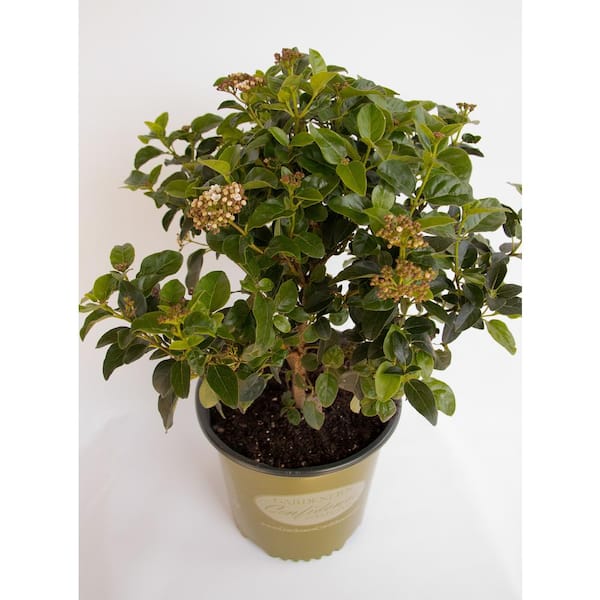 2 Gal. Shades of Pink Viburnum, Evergreen Shrub, Blush-Pink and White Bloom Clusters and Glossy Dark Green Foliage