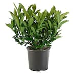 2.25 Gal. Chindo Viburnum Plant with White Flowers