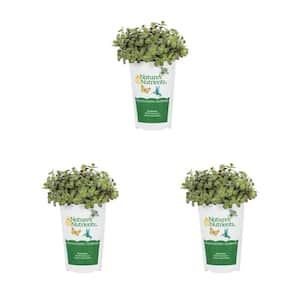 2 Qt. Vigoro Sedum Sunsparkler Cherry Tart Green Perennial Plant (3-Pack)