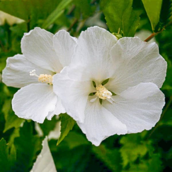 Spring Hill Nurseries Diana Rose of Sharon Althea Dormant Bare Root Flowering Starter Shrub (1-Pack)