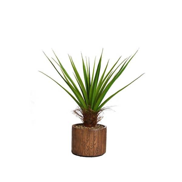 Laura Ashley 49 in. Tall Agave Plant with Cocoa Skin in 16 in. Fiberstone Planter