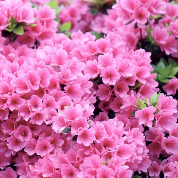 national PLANT NETWORK 2.25 Gal. Pink Ruffles Azalea Plant with Pink Blooms