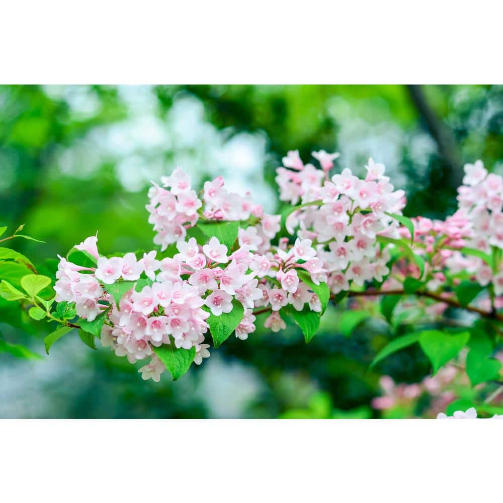 galop Hoogte halfgeleider Online Orchards 1 Gal. Sonic Boom Weigela Shrub Pearly White Blossoms  Change to Translucent Pink SBWG002 - The Home Depot