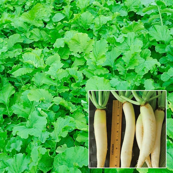 Gardens Alive! 1.5 lbs. Radish Cover Crop