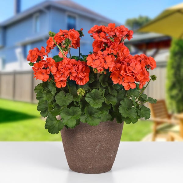 national PLANT NETWORK 4 in. Geranium Solera Collection Annual Plant with  Multicolor Flowers (4-Pack) HD1944 - The Home Depot