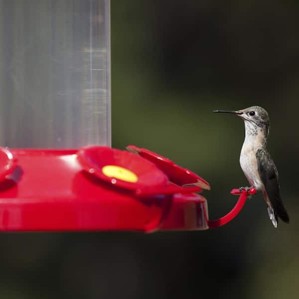 Handheld Hummingbird Feeders Perch Plastic Humming Birds Accessories Pack of 2 