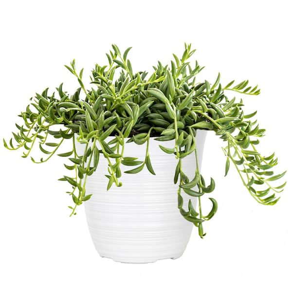Live String of Bananas Houseplant in 6 in. White Decor Pot