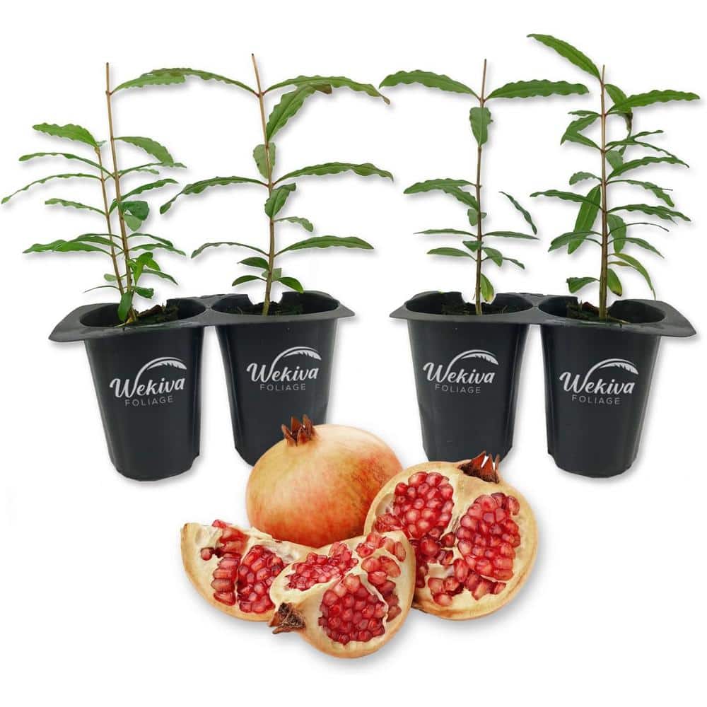 Azadi Pomegranate Tree-4 Live Tissue Culture Starter Plants-Edible Fruit Bearing Tree for price history on PriceWatchPro