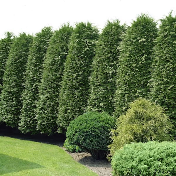 2.5 qt. Arborvitae Green Giant Shrub