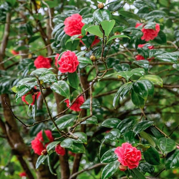 Reviews for national PLANT NETWORK 1 Gal. Camellia Japonica Blood