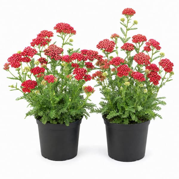 1 gal. Red Velvet Yarrow Shrub with Vibrant Non-Fading Color (2-Pack)