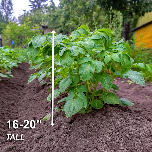 George's Plant Pick of the Week: Potato 'Red Norland' 