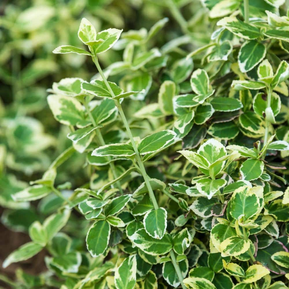 Spring Hill Nurseries 2.25 Gal. Emerald Gaiety Euonymus, Live Broadleaf ...