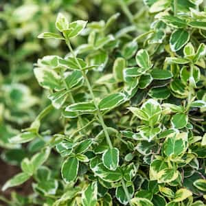 2.25 Gal. Pot, Emerald Gaiety Euonymus Shrub, Live Potted Broadleaf Evergreen Plant (1-Pack)