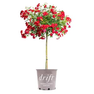 3-4 ft. Tall Red Drift Rose Tree with Red Flowers in Grower's Pot