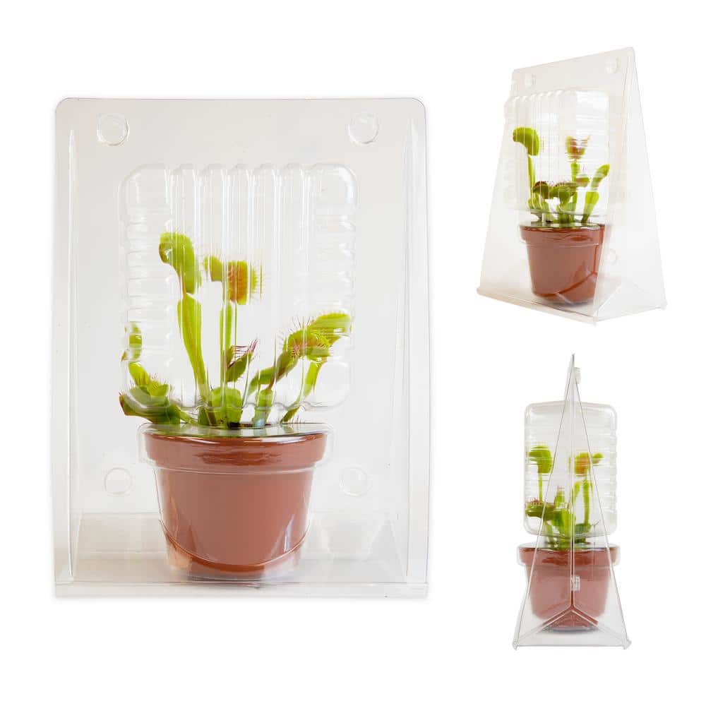 Small Green Venus Fly Trap in Black Grower Pot