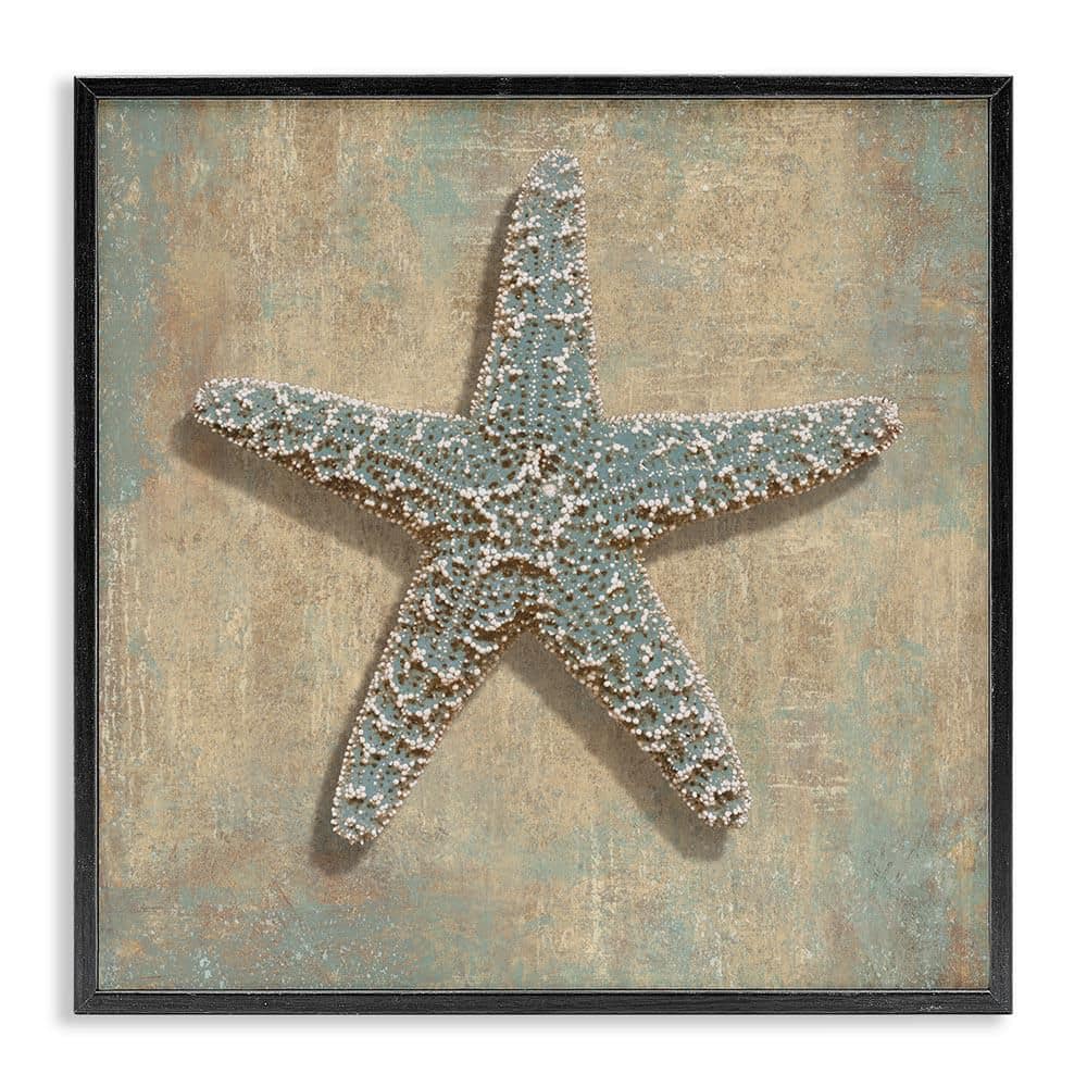 Starfish Beach Objects by Caroline Kelly Black Framed Giclee Art Print Coastal 24 in. x 24 in. price history on PriceWatchPro