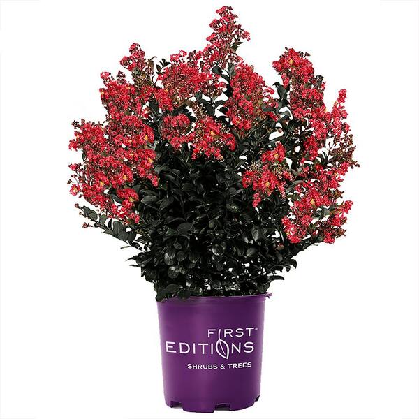 FIRST EDITIONS 7 Gal. Midnight Magic Crape Myrtle Flowering Shrub with ...