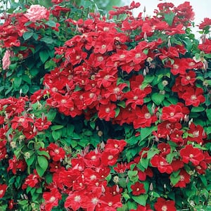 4 in. Pot Rouge Cardinal Clematis Vine, Live Perennial Plant, Red Flowers (1-Pack)