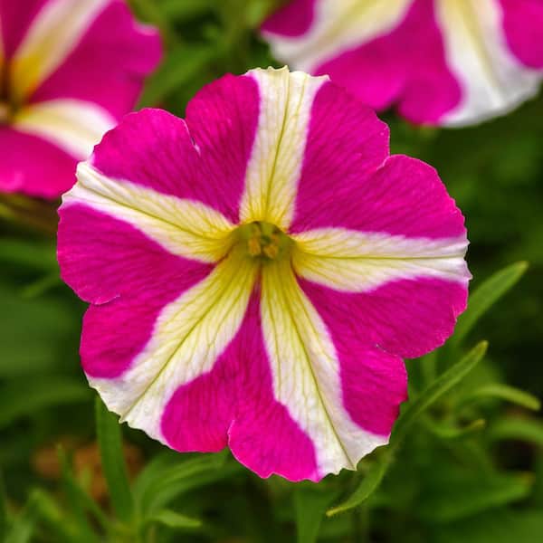 national PLANT NETWORK 2.5 in. Petunia Sling Shot Heartwheel Annual Plant with Multicolor Flowers (6-Pack)