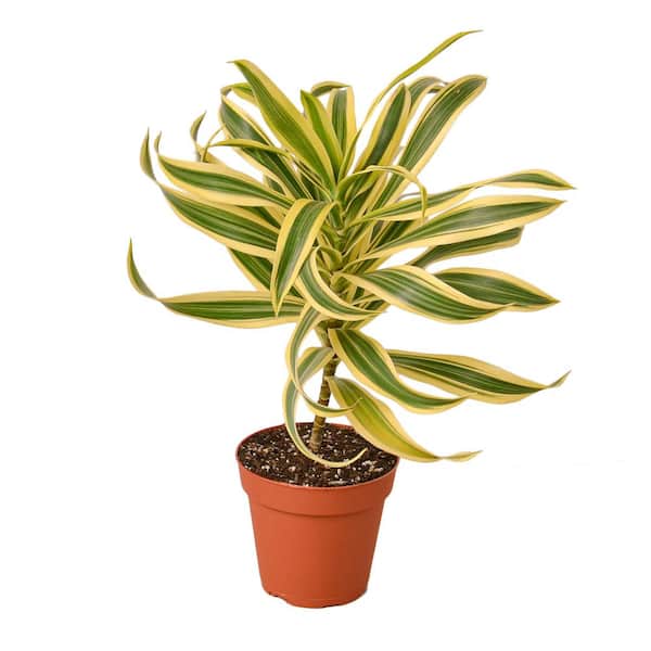 PPC INTERNATIONAL LLC Song of India (Dracaena) Plant in 4 in. Grower Pot