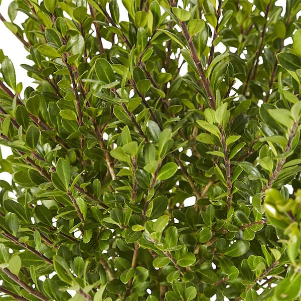 2.25 Gal. Compacta Holly (Illex) Evergreen Shrub