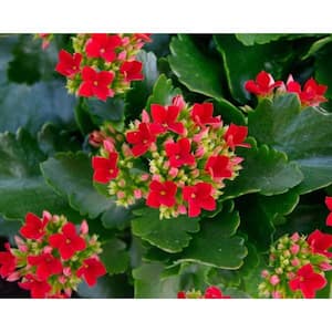 2.5 Qt. Kalanchoe Plant Red Flowers in 6.33 In. Grower's Pot (2-Plants)