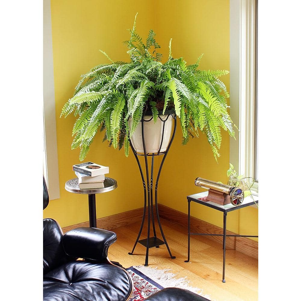 Graphite Wrought Iron Tall Verandah Plant Stand