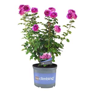 3 Gal. Lavender Crush Climbing Rose with Lavender Flowers