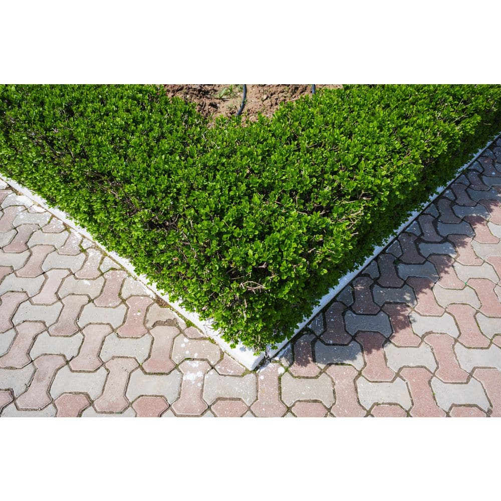 1 Gal. Waxleaf Privet Shrub (2-Pack) – Dense Evergreen Hedges with White Flowers and Glossy Foliage price history on PriceWatchPro
