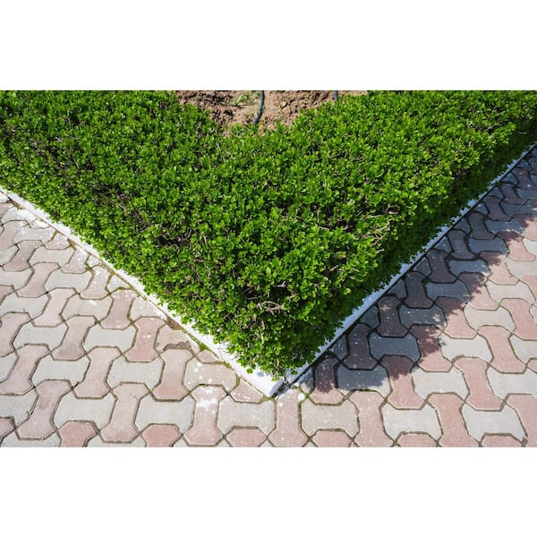 1 Gal. Waxleaf Privet Shrub (2-Pack) – Dense Evergreen Hedges with White Flowers and Glossy Foliage