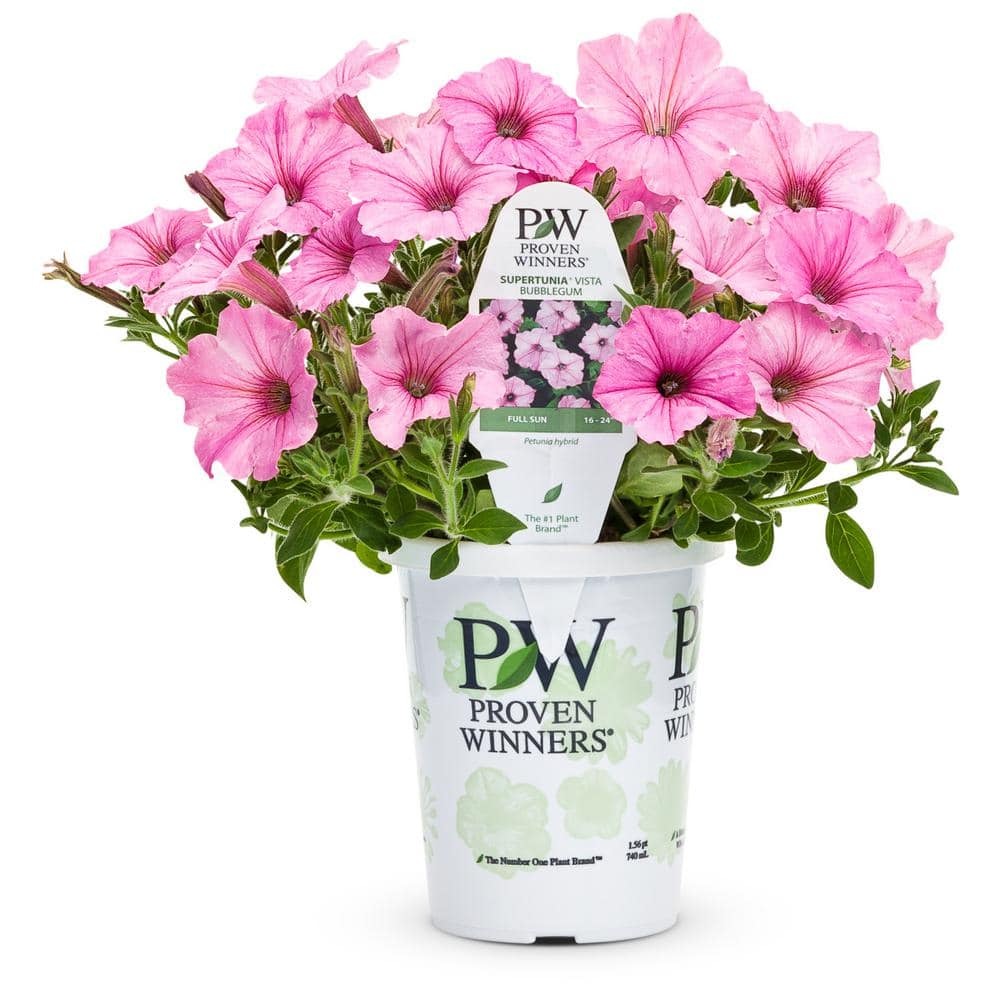 PROVEN WINNERS 4.25 in. Grande Supertunia Vista Bubblegum (Petunia ...