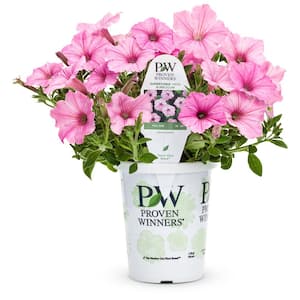 4.25 in. Grande Supertunia Vista Bubblegum (Petunia) Annual Live Plant with Bright Pink Flowers (4-Pack)