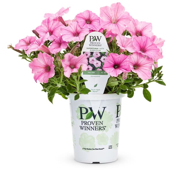 PROVEN WINNERS 4.25 in. Grande Supertunia Vista Bubblegum (Petunia) Annual Live Plant with Bright Pink Flowers (4-Pack)
