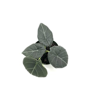 6 in. Alocasia Maharani Plant in Grower Pot