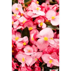 4.25 in. Grande Surefire Rose (Begonia) Live Plant, Pink Flowers (4-Pack)