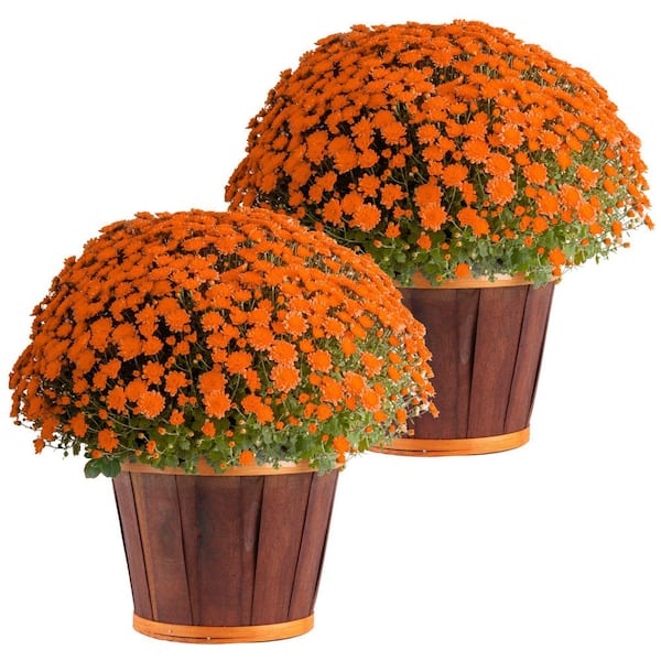 Orange Ready to Bloom Fall Chrysanthemum Outdoor Plant in 3 qt. Bushel Barrell, Avg.Shipping Height 1-2 ft. (2-Pack)