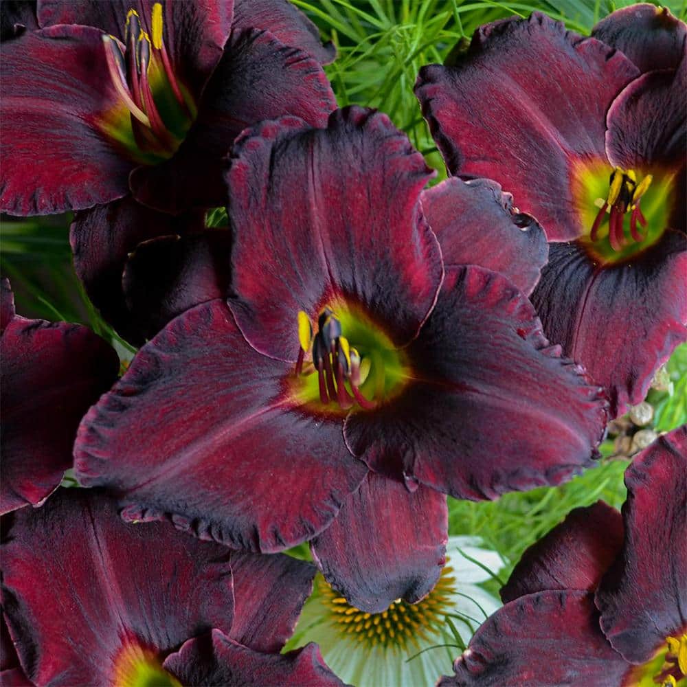 Spring Hill Nurseries Raspberry Suede Daylily, Dormant Bare Root ...