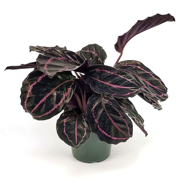 national PLANT NETWORK 4 in. Dottie Calathea Plant in Grower Pot (4-Piece)  HD7249 - The Home Depot