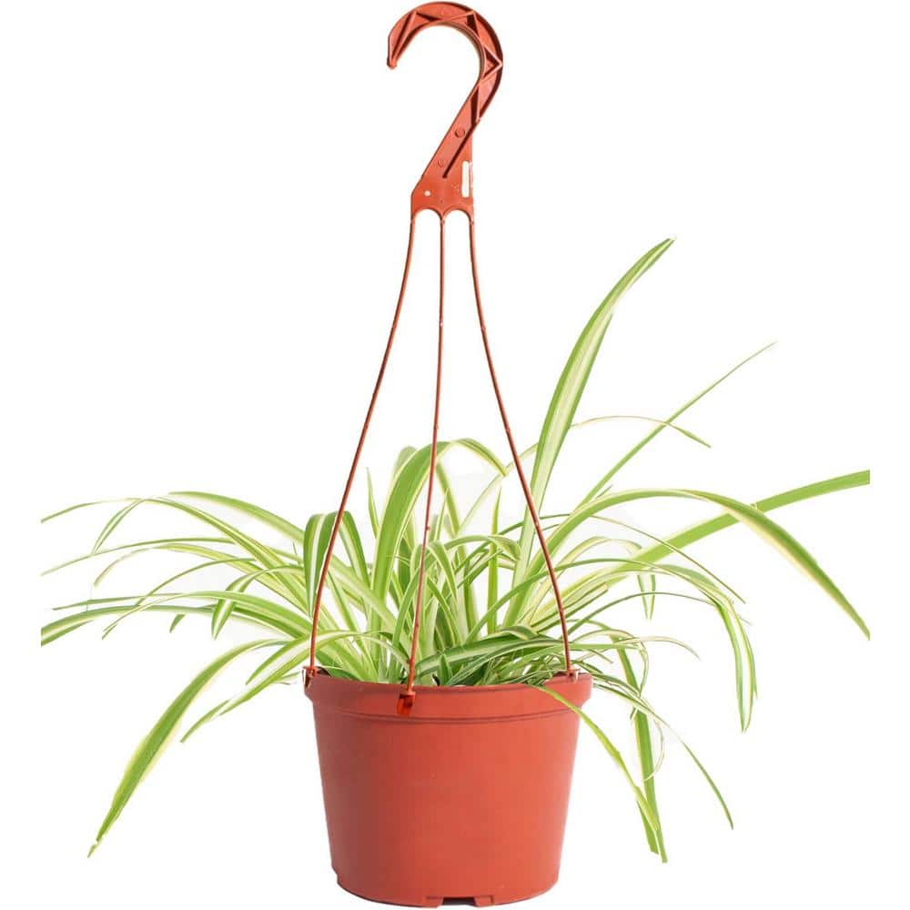Large Brown Spider Plant in Grower Pot