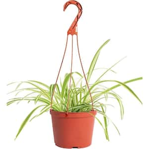 Spider Plant Live Indoor Plant, Easy Care Air Purifying Hanging Houseplant in 6 in. Grower Pot with Hanger