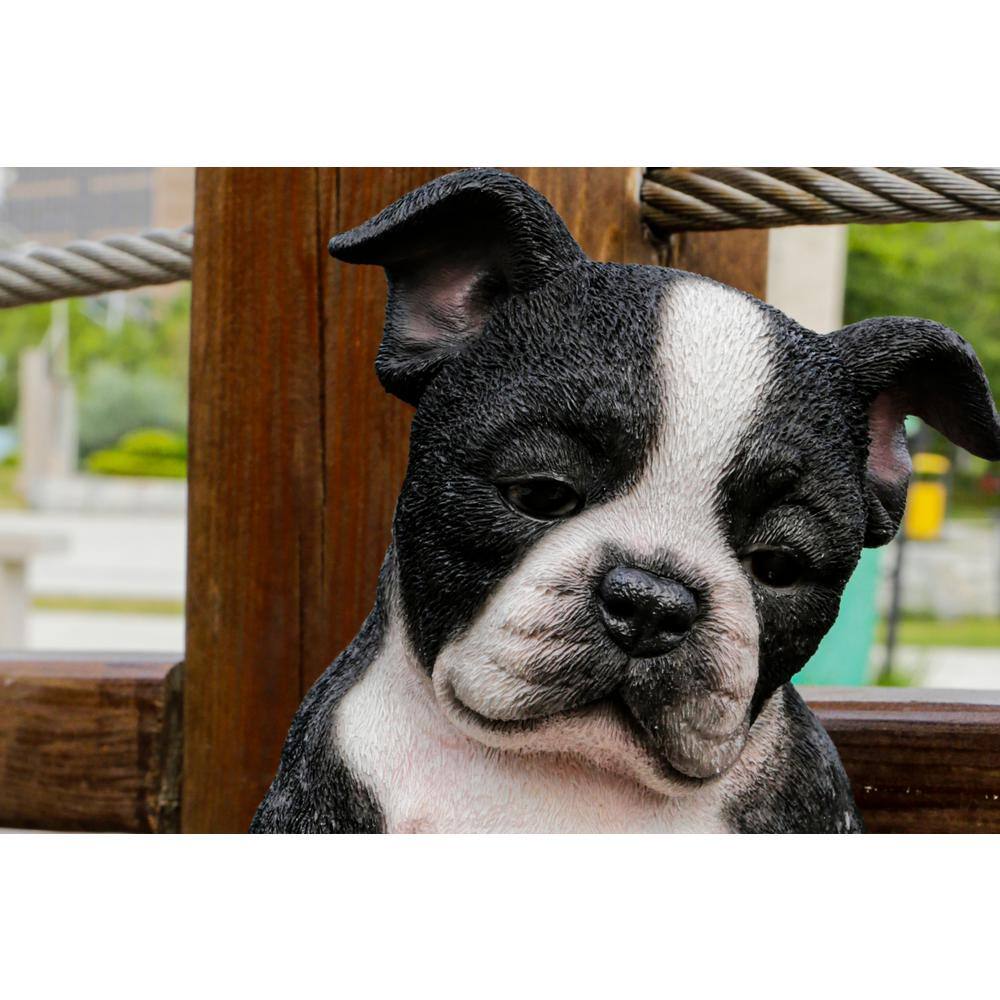 Sleepy Black and White Boston Terrier Puppy Polyresin Statue