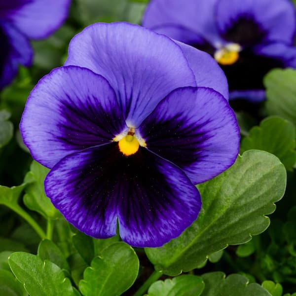 METROLINA GREENHOUSES Pansy Annual Plant (12-Pack) 8300 - The Home