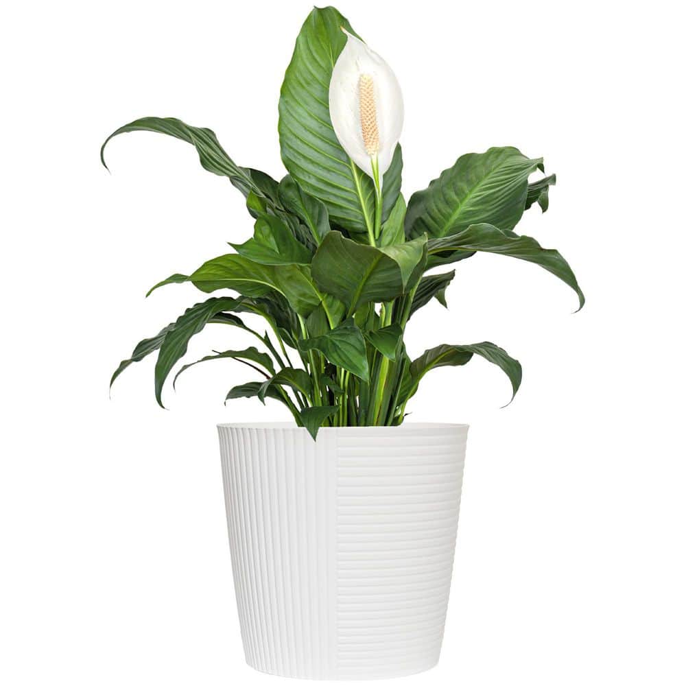 united-nursery-house-plants-