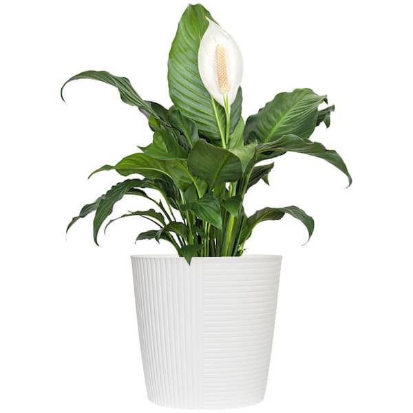United Nursery Live Peace Lily Spathiphyllum in 10 in. White Decor Pot 74653
