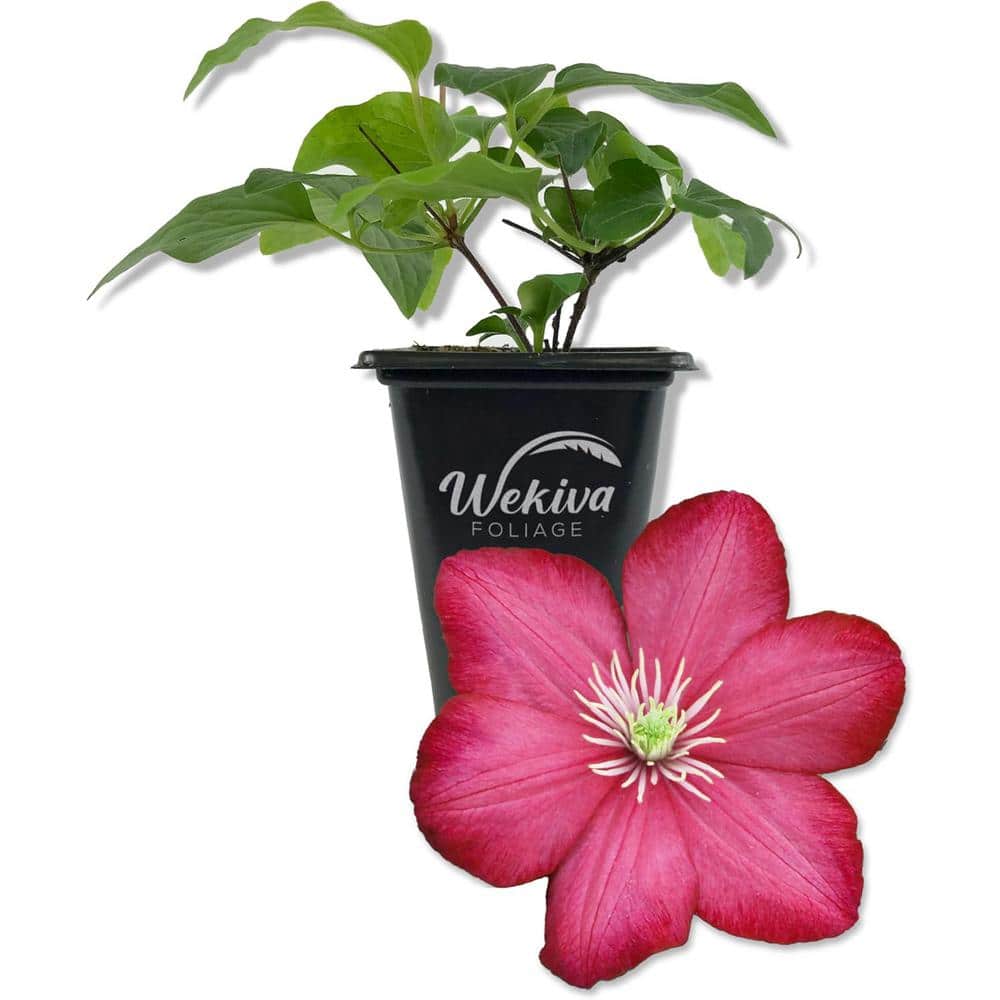 Clematis Ville de Lyon-Live Starter Plants in 2 Inch Growers Pots--Beautiful Red Flowering Vine price history on PriceWatchPro