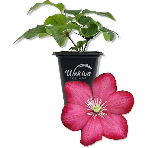 Wekiva Foliage Clematis Ville de Lyon-Live Starter Plants in 2 Inch Growers Pots--Beautiful Red Flowering Vine